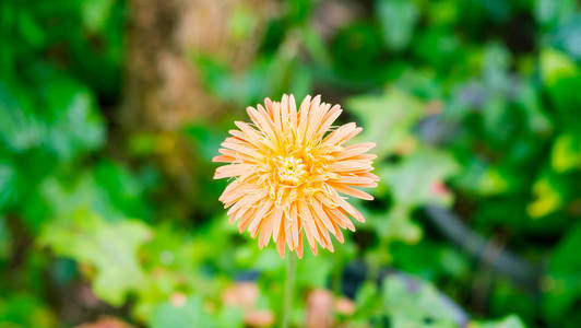 花园里的格伯拉黛西