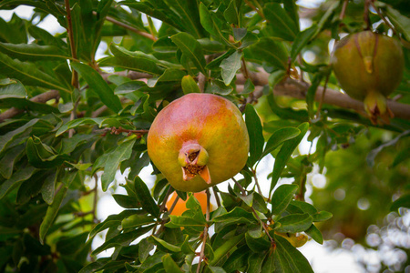 石榴 石榴石榴 在伊朗的树上拍摄