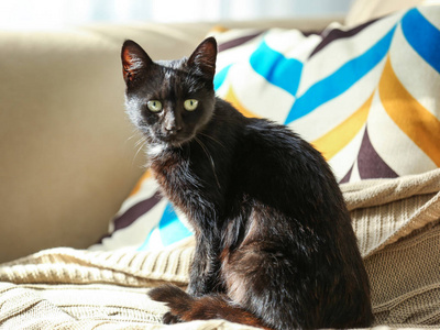 可爱的黑猫，坐在沙发上