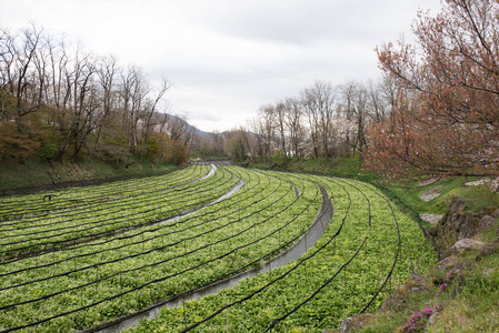 芥末作物的种植照片
