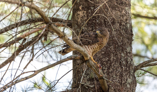 掠夺性 红尾鹰。在一棵树，撕裂分开  吃一只青蛙在图形中的显示的野生动物的野蛮行径。吃它的猎物然后休息， 弄乱羽毛的鸟