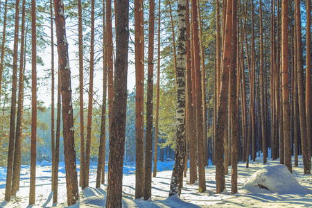 白天阳光明媚的冬季森林