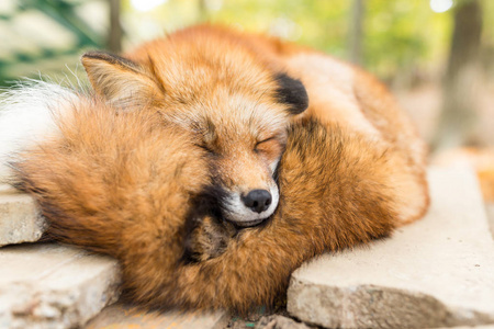 在室外的瞌睡狐狸图片
