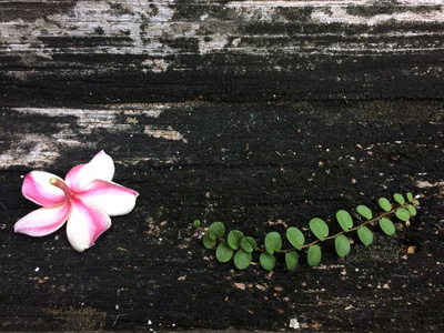 鸡蛋花上木背景