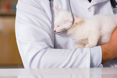 白色的小猫前往兽医检查了