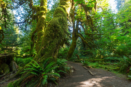 神话般的雨森林在奥林匹克国家公园