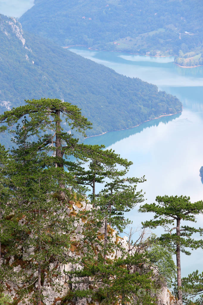 松树照片 山水风景图片