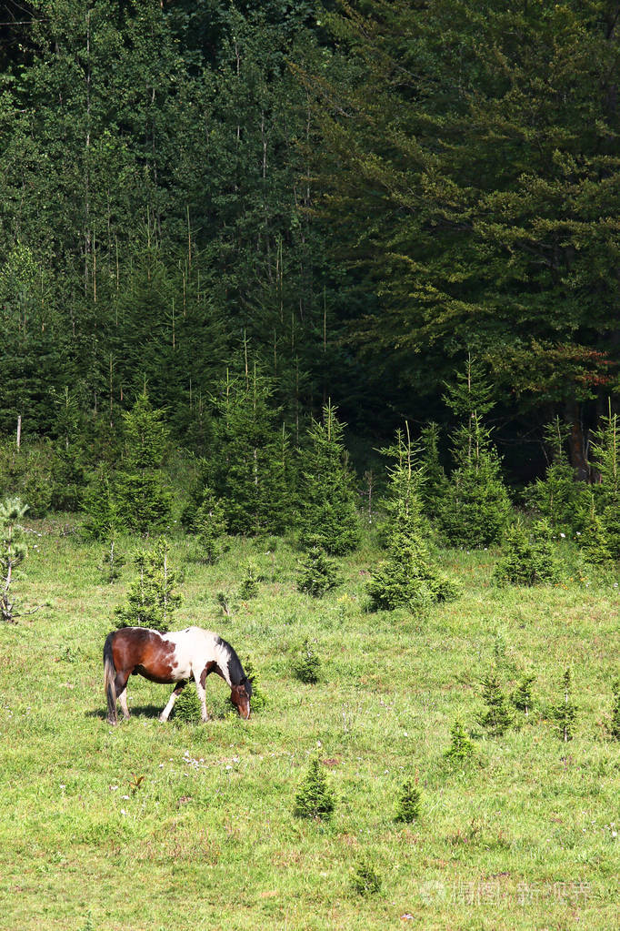 马在牧场附近的森林