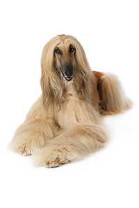 白色纯种阿富汗猎犬照片