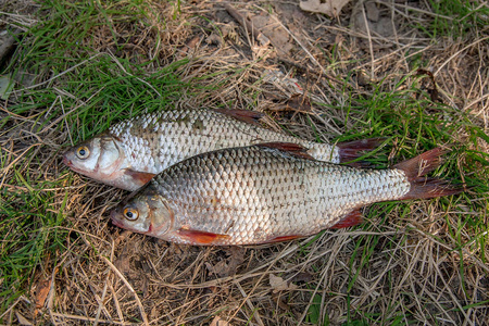 几种常见蟑螂鱼在绿色草地上。捕捉淡水 fi