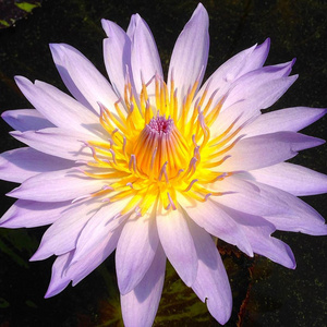 水百合花.水中百合池塘百合花在奈特谢耶斯法院国家房屋num.