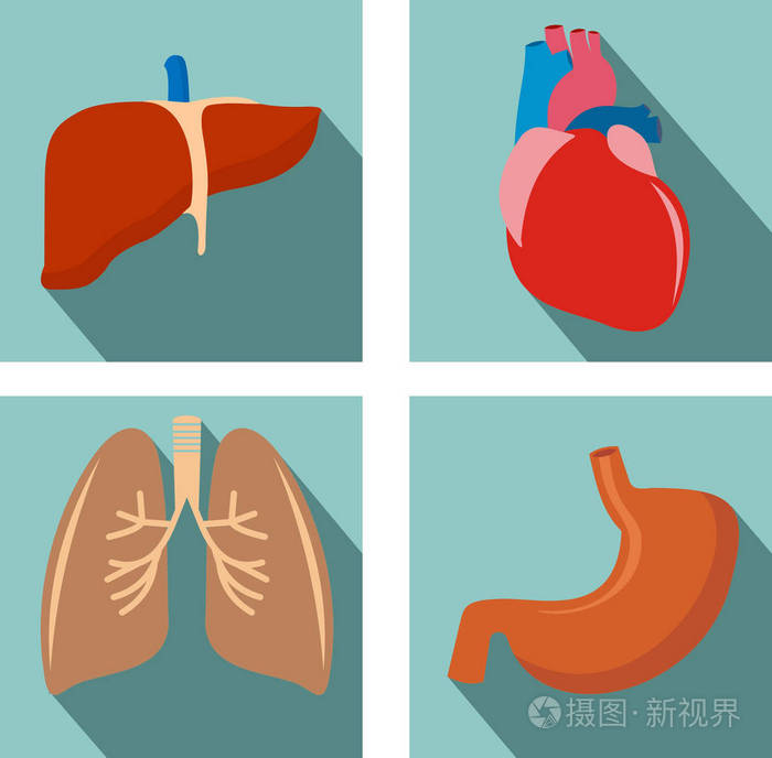 组的器官 ——肺, 肝, 心, 胃
