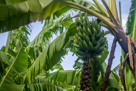 香蕉束在种植园特写镜头