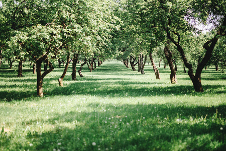 青苹果果园照片