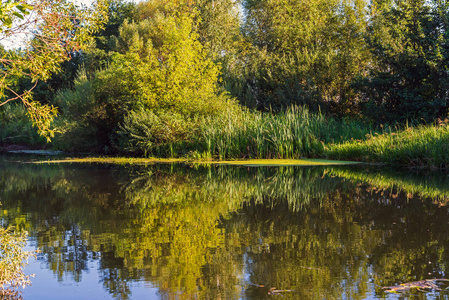 俄罗斯中部河流杂草丛生的树木