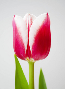 郁金香花蕊花蕊花蕊花蕊花蕊花蕊暑假