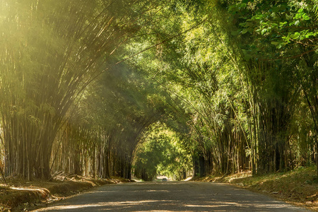 隧道竹树和走道