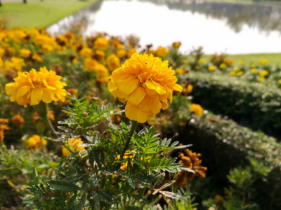 大丽花黄色花卉花园