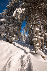 在被白雪覆盖的松树下的山道