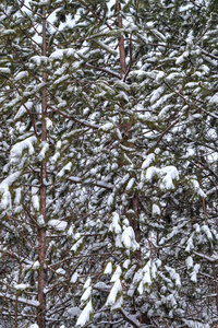 冬季景观树木覆盖着雪