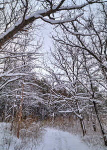 冬季景观树木覆盖着雪