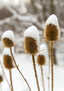 冬天被雪覆盖的长矛