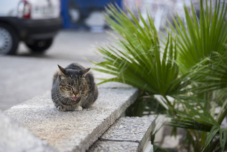 西班牙锡特吉斯街头流浪猫图片