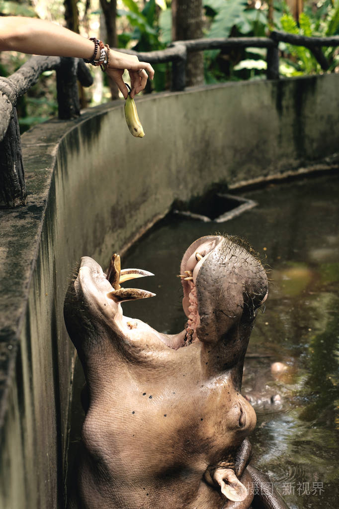 女人从手用香蕉喂河马