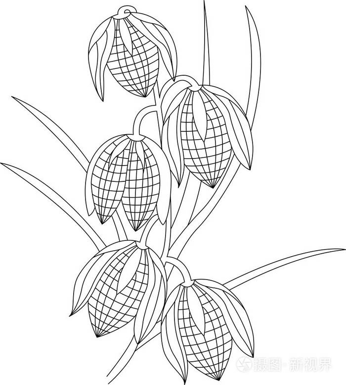花着色为成年人的插画 正版商用图片0x2xw5 摄图新视界 花着色为成年人的插画 正版商用图片0x2xw5 摄图新视界