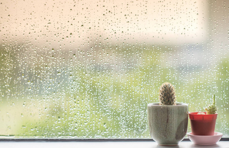 背后水仙人掌滴在窗户玻璃上的雨