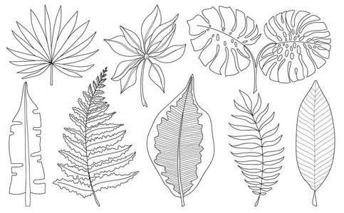 向量集的热带棕榈叶,孤立的白色背景上的黑色剪影.