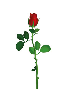 一朵红色的花。玫瑰。情人节那天婚礼贺卡