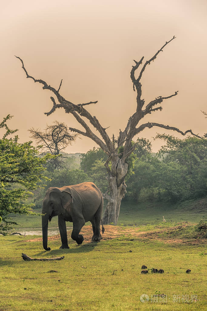 斯里兰卡野生大象在丛林中的雅拉国家公园