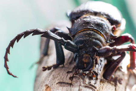 在松枝上的樵夫甲虫照片