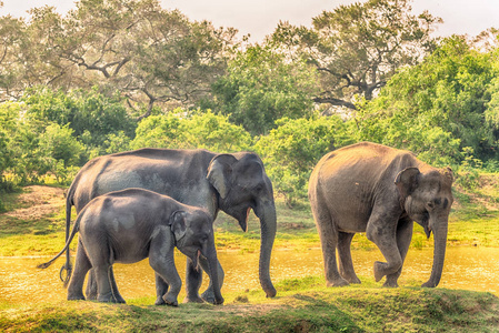 斯里兰卡的丛林斯里兰卡︰ 野生大象在丛林中,雅拉国家公园照片