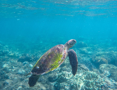在珊瑚礁中的绿海龟。蓝色的大海和海洋动物