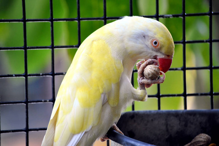 印度 ringneck 鹦鹉吃