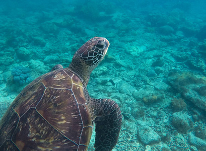 大海龟的水下照片。可爱的海洋动物特写