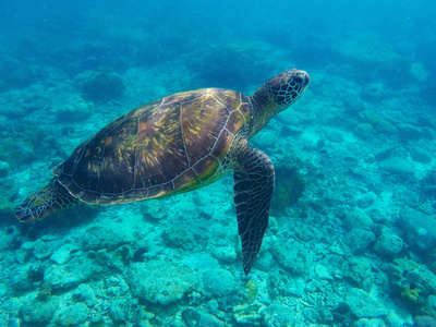 海龟在珊瑚礁上面的蓝色水。热带海洋的自然的菲律宾