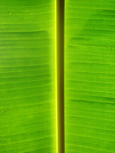 香蕉棕榈树绿叶特写背景