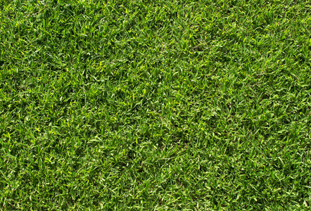 绿草纹理。绿色的草坪足球场的背景