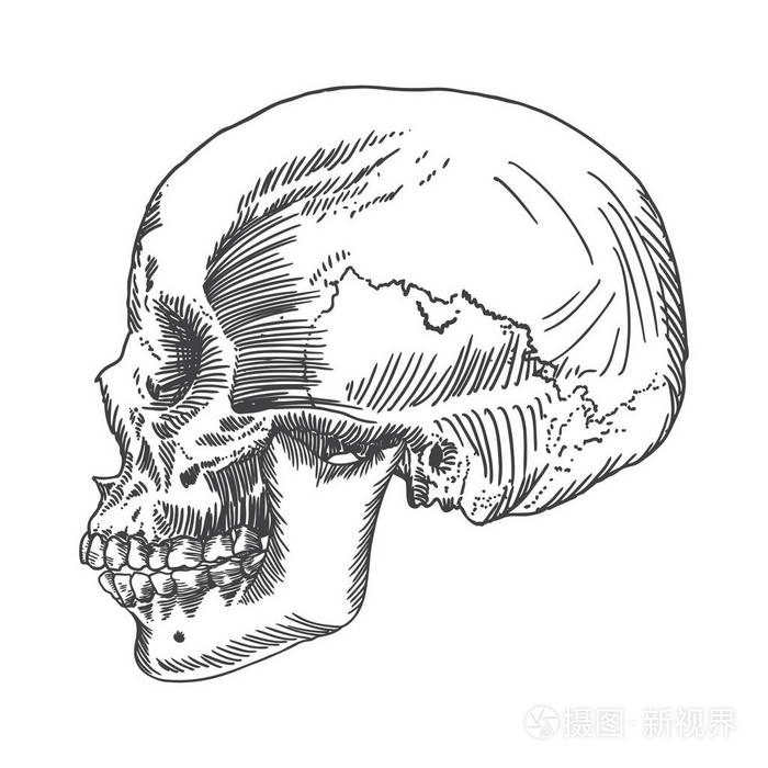 头骨解剖素描