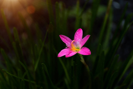 粉红的雨百合花在黑暗中