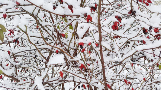雪下树枝上鲜红的浆果