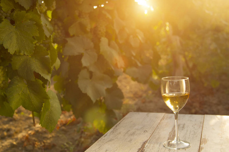 与白葡萄酒在葡萄园旧桌子上的玻璃。在日落时的葡萄园。白葡萄酒杯 酒瓶和与副本空间的木桌上的白葡萄品种