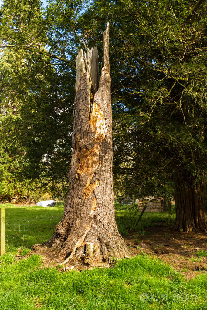 老树树桩照片-正版商用图片0x3gjp-摄图新视界