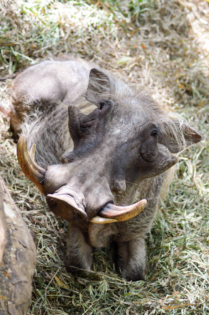 疣猪幼崽图片