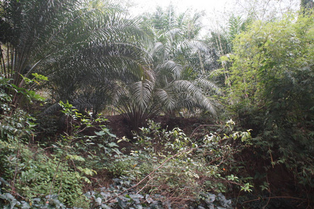 外来树种，沿江，泰国自然海岸热带绿色植物