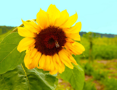 鲜艳多汁的花朵或生长在向日葵田野上的花朵，用于微型股票