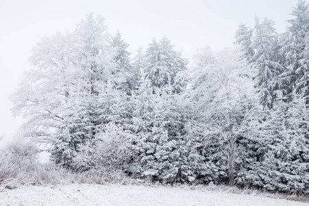雪覆盖树木在冬天